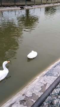 Duck And Goose Sound Video By Kingdom of Awais