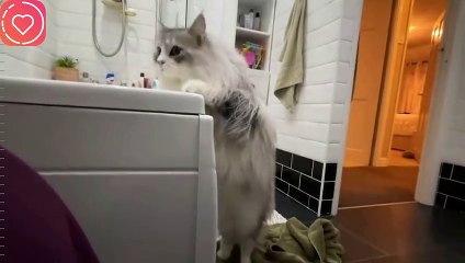 赤ちゃんの入浴タイムと知って野次馬にきた愛犬達、何をするかと思ったら…可愛すぎよ | My dogs came onlookers when they found out it was the baby's bath time