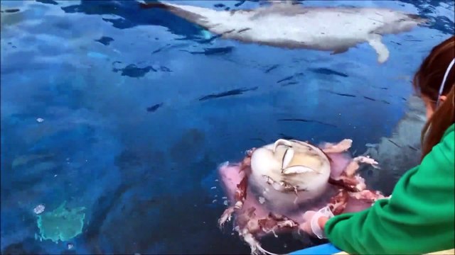 Luz verde a la ley de Ciencia y al proyecto de ley del derecho animal