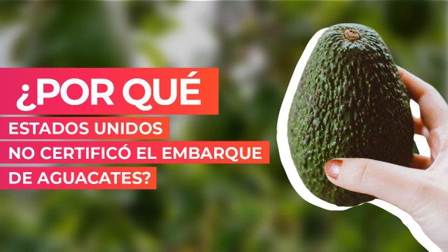 ¿Por qué Estados Unidos no certificó el embarque de aguacates?