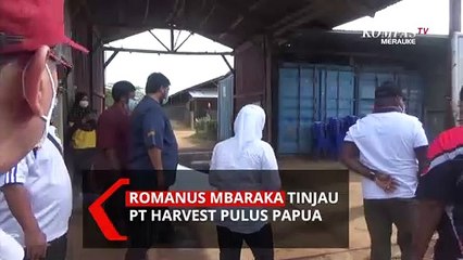 Romanus Mbaraka Tinjau Kandang Ayam Milik PT Harvest Pulus Papua