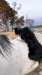 Dog is Ready for Horseback Ride