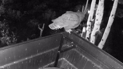 Two Owls Rescued From Chimney | Happily TV