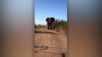 Couple On Anniversary Trip Have Incredible Close Elephant Encounter | Happily TV