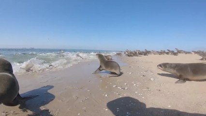 Seal Almost Bites Man Where It Hurts During Rescue | Happily TV