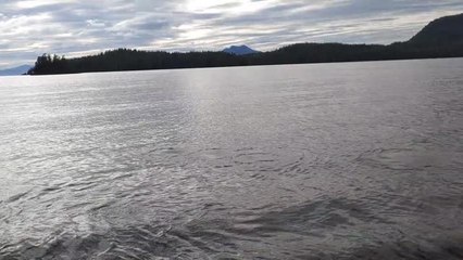 Pod Of Humpback Whales Breach And Rock Fishing Boat | Happily TV