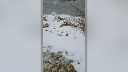 Stranded Deer Rescued From Frozen Lake | Happily TV