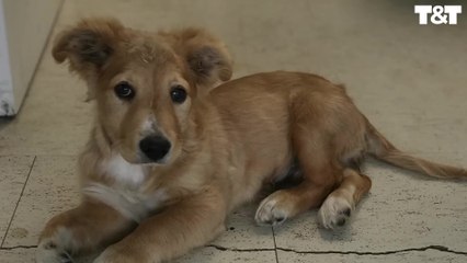 Adorable Pup With 2 Broken Legs Refuses To Give Up On Life | Happily TV