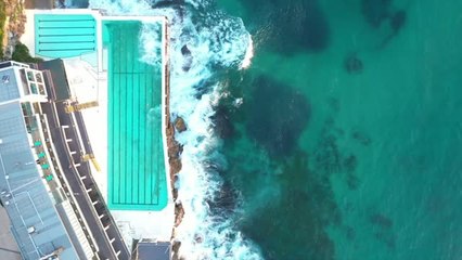 Playful Seal Chases Huge School Of Salmon Off Bondi Beach | Happily TV