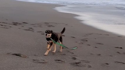 Dog Has Final Zoomies On Favorite Beach | Happily TV