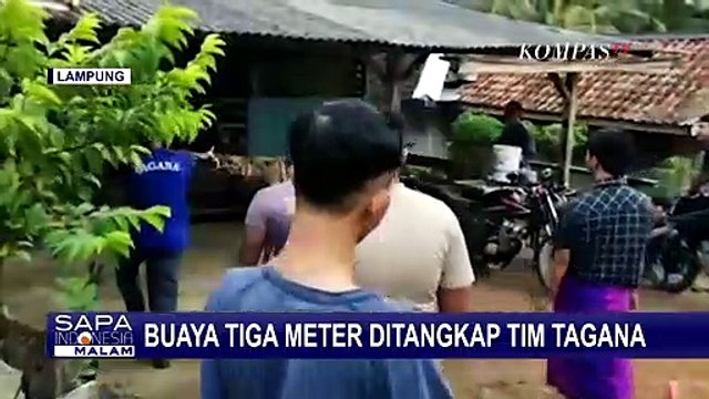 Kerap Muncul di Pinggir Pantai, Tim TAGANA Lampung Berhasil Tangkap Buaya Muara Sepanjang 3 Meter