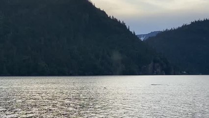 Otter Jumps Onto Boat Escaping Orca With Seconds To Spare | Happily TV