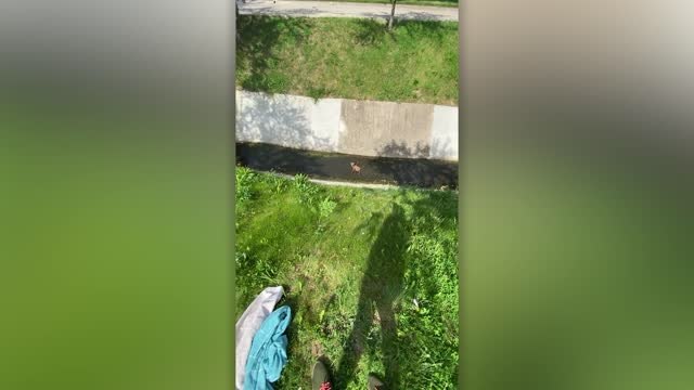 Woman Rescues Fawn Trapped In Drain Culvert | Happily TV