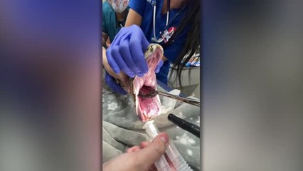 Huge Blanket Pulled From 12ft Python | Happily TV