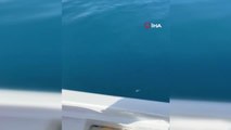 Amatör balıkçıların oltasına iki gün arayla ikinci dev köpek balığı takıldı