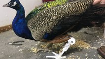 Peacock Who Lost Foot Saved By 3D Printed Limb | Happily TV
