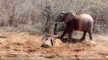 Baby Elephant Rescued From Mud Pit In Zimbabwe | Happily TV