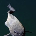Première vidéo du poisson-escargot des profondeurs (Careproctus longifilis)