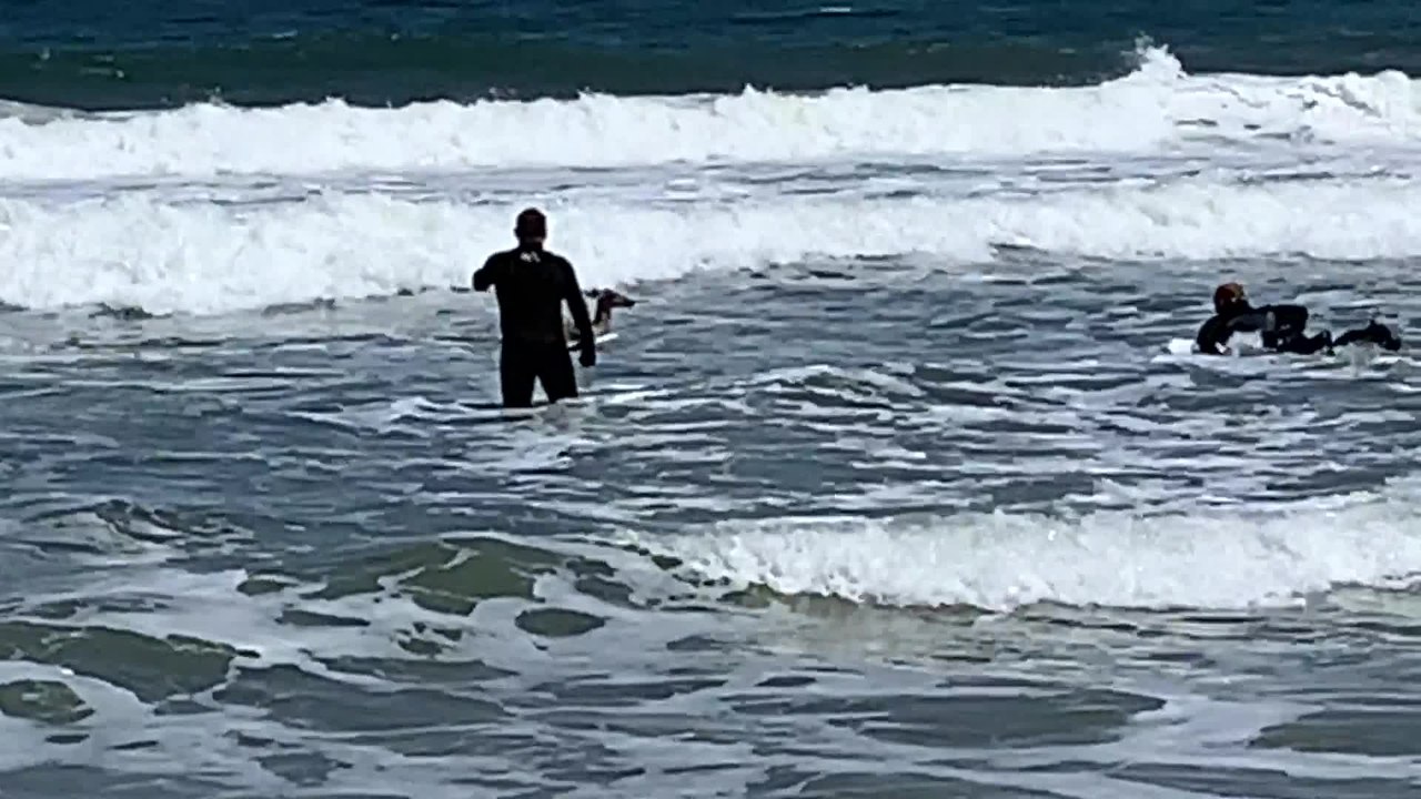 Deer Adrift In Atlantic Ocean Rescued By Surfer...