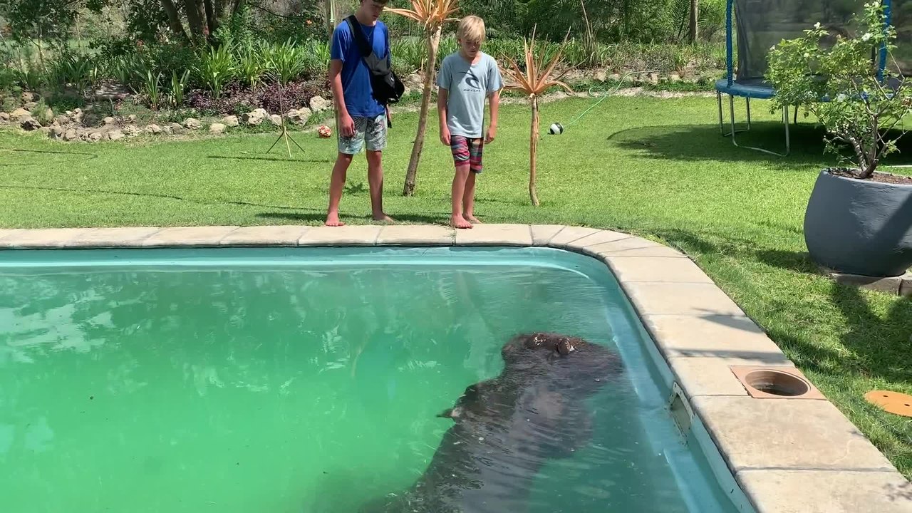 Three-Tonne Hippo Discovered In Swimming Pool | Happily TV