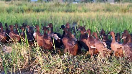 World Cuisine  Find Food At Waterfall Meet Duck And Cooking Egg 11