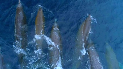 Rare Baird's Beaked Whales Spotted Off California | Happily TV