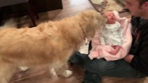 Golden Retriever Excitedly Meets New Baby | Happily TV