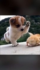 حيونات أليفة طيبة القلب والروح