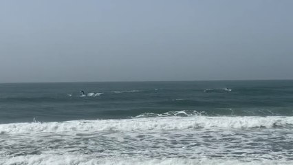 Playful Pod Of Dolphins Leap From Waves | Happily TV