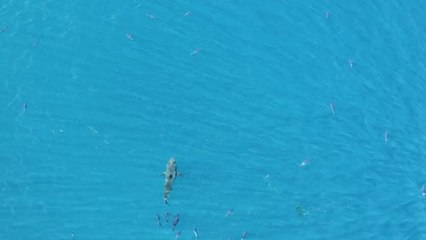 Great White Shark Chased By Yellowfin Tuna | Happily TV