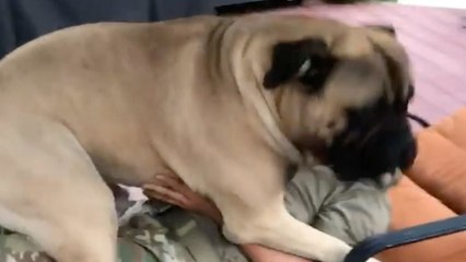 Bullmastiff Smothers US Soldier With Kisses On Return Home | Happily TV