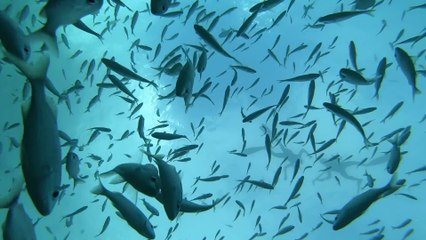 Awesome Ocean Floor POV | Happily TV