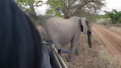 Elephant Scratches Butt On Safari Vehicle | Happily TV