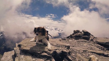 Adorable Dog Hitch-Hikes World With Owners | Happily TV