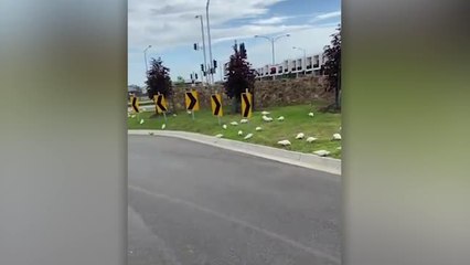 Hundreds Of Cockatoos Take Over Melbourne Street | Happily TV