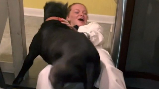 Rescue Dog Reunited With Navy Owner After Boot Camp | Happily TV