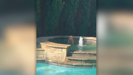 Dog Discovers Hot Tub And Won't Stop Getting In For A Soak | Happily TV