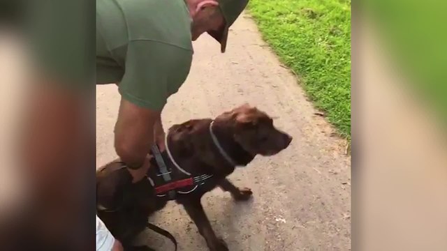 Hero Dog Collects Sackfuls Of Rubbish During Walkies | Happily TV