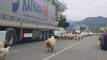 2000 Sheep Cause Traffic Jam After Blocking Road | Happily TV