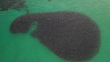 Mesmerizing Drone Footage Of Sea Lion Hunting Bait-Ball | Happily TV