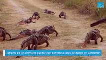 El drama de los animales que buscan ponerse a salvo del fuego en Corrientes