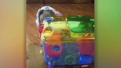 New Pet Hamster Surprise Turns Sour When It Bites Back | Happily TV