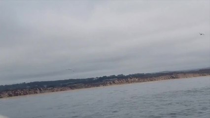 Whale Breaches On Boat Scraping Off Barnacles | Happily TV