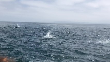 Hundreds Of Dolphins Form Rare Superpod | Happily TV