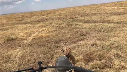 Incredible Cheetah Selfie In Serengeti | Happily TV