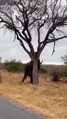 La puissance d'un éléphant dévoilée sur cet arbre
