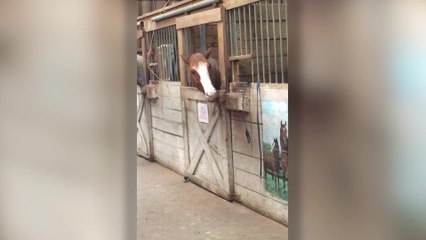 Genius Horse Escapes From Stable | Happily TV
