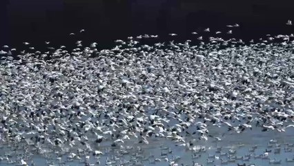 Mesmerising Moment 100,000 Snow Geese Migrate North | Happily TV