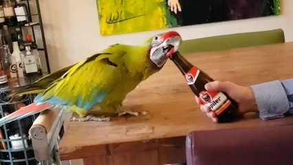 Clever Bird! Parrot Uses Beak To Open Beer Bottle | Happily TV