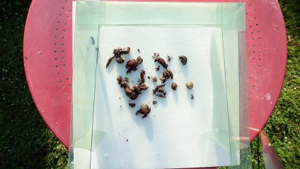 Clôture anti-limaces en plastique avec bord à 90° : est-ce que ça marche ? Test